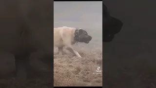 kangal vs wolf