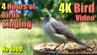 Cat TV, ASMR 4 HOURS of Birds Singing, No loop, 4K Bird, Digital Stress Relief Therapy, AW 008-1