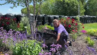 Releasing Monarch Butterflies into our Pollinator Garden