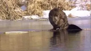 Biebrza - bóbr i wydra