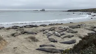 Elephant Seal Viewing Point - San Simeon, California