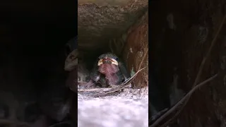 Baby Bird Sound | Mother Bird Went To Look For Food 😥