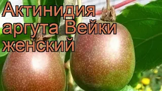 Актинидия аргута Вейки женский 🌿 обзор: как сажать, саженцы актинидии Вейки женский