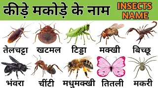 25 कीड़े मकोड़े के नाम हिन्दी और अंग्रेजी में | Insects Name In Hindi & English With Spelling |