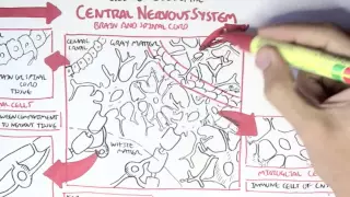 Neurology - Glial Cells, White Matter and Gray Matter