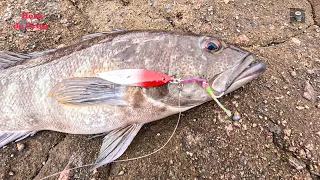 TECHNIQUE AND LURES for CABRILLAS FISHING. || Shore jigging on rocks.