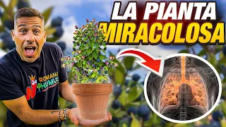 MYRTLE: I'LL EXPLAIN WHY THIS PLANT IS MIRACULOUS 🌿💫🌟
