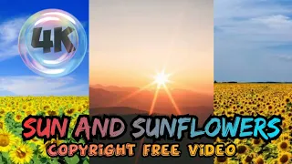 sunflower // sunrise 4k//amazing nature video//sunflower blooming video // #nature #sunflower