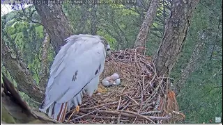 Angel Leucistic Red Tailed Hawk ~ Angel's 2nd Egg Hatches! Welcome To The World Little One 4.30.23
