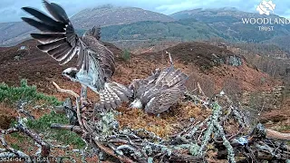 Affric 152 is attacked by a strange Osprey on Loch Arkaig Nest One 18 Apr 2024 (slo-mo repeat)