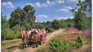 Lüneburger Heide Impressionen 2015