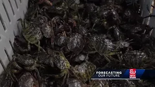 Disruptive 'green crab' population exploding in New England