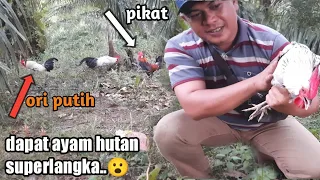 viraal..ayam hutan putih sangat langka berhasil kami dapatkan..