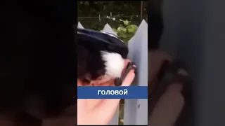 Самый страшный забор-ловушка