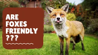 Are Foxes Friendly? Find Out Now!