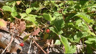 Edible Berries of the Pacific Northwest | Trailing Blackberries