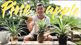 How to propagate and care for Pineapple plant for free (from fruit tip cutting)