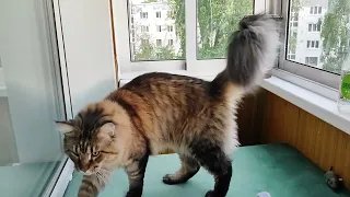 Мирного неба над головой❤❤🐱👍 папа дал мне кличку🤣