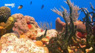 Turns Out Your Sunscreen Could Be Killing Coral Reefs - Newsy