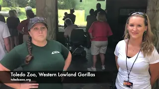 Toledo Zoo - Western Lowland GORILLAS