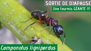 Sortie de diapause des Camponotus ligniperdus... Découverte de la plus grande fourmi Européenne !