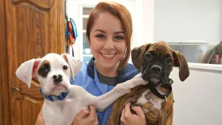 Why you shouldn't get two puppies at once! | Boxer puppies