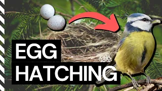 The Story of our Blue Tit Egg Hatching from Inside the Nest Box - Spring 2019