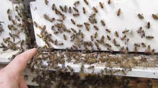 Прилетел рой пчёл