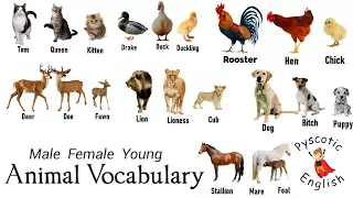 Animal Vocabulary | Male, Female, Young Animal words |