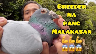 GANITO PALA MATA NG WINNER SA NEW ZEALAND😱😱🏆🏆 NEW BREEDER💪💪💪