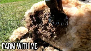 MAGGOTS! Let's save this sheep! - Slow-mo maggot removal