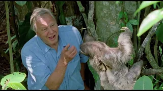 David Attenborough Says Boo To A Sloth | Life Of Mammals | BBC Earth Kids