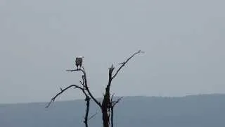 African Fish Eagle-Lake Naivasha