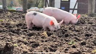 Schweine 🐖 Frei lassen in den Garten 🪴 ob das gut geht ?