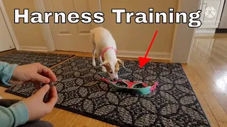 Training Dog to Wear a Harness - Puppy Harness Training - How to Get a Dog to Wear a Harness