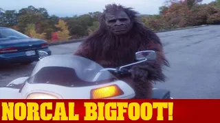 Sasquatch/Bigfoot sightings, reports & footprints! #california #bigfoot