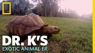 A Turtle Helper | Dr. K's Exotic Animal ER