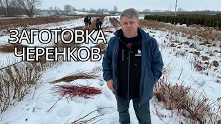 ЗАГОТОВКА ЧЕРЕНКОВ