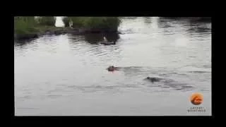 Crocodile Attacks a Male Lion - Latest Wildlife Sightings, full | HD |