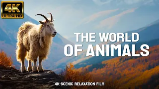 THE WORLD OF ANIMALS 4K - Scenic Relaxation Film - 4K Video (Ultra HD)