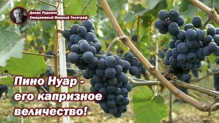 Его капризное величество - Пино Нуар