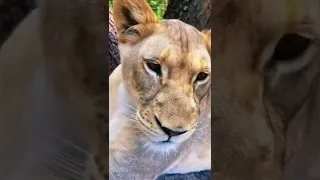 Big Cat and Hyena Boops! AMAZING