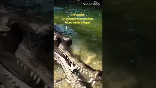 The most dangerous crocodile eating fish! #animals #naturesound