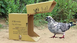Simple Quick Pigeon Trap Using Cardboard Box And Wood - Easy Method Bird Trap