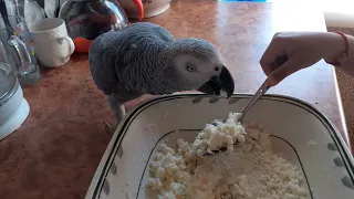 Jaco parrot eats from a spoon :)) Cute video with a parrot :))