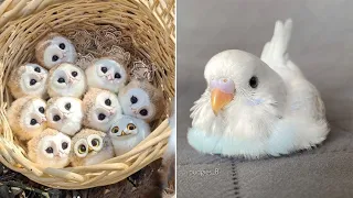 Baby Animals 🔴 Funny Parrots and Cute Birds Compilation (2022) Loros Adorables Recopilación #29