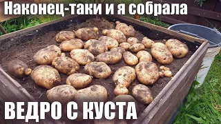 32 картофелины или 10 кг с куста  Урожайный сорт картофеля