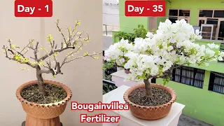 Bougainvillea में पत्तियों से ज्यादा फूल कैसे पाएं , Best Bougainvillea fertilizer, 35 days update