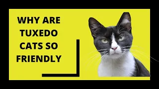 Why are tuxedo cats so friendly