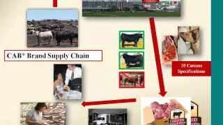 Targeted beef cattle markets and marketing alternatives